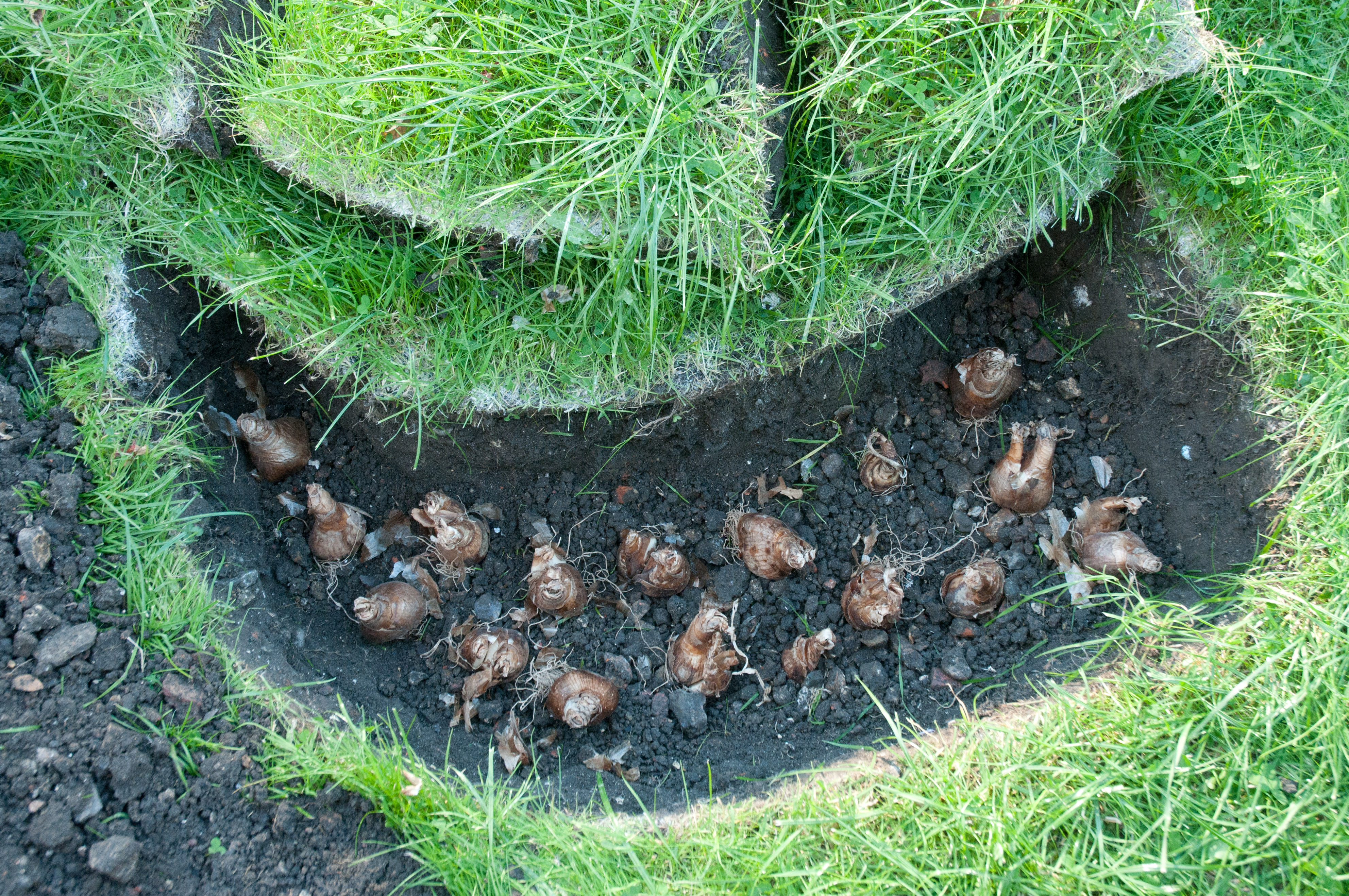 narcissi bulbs planted in a grassed area