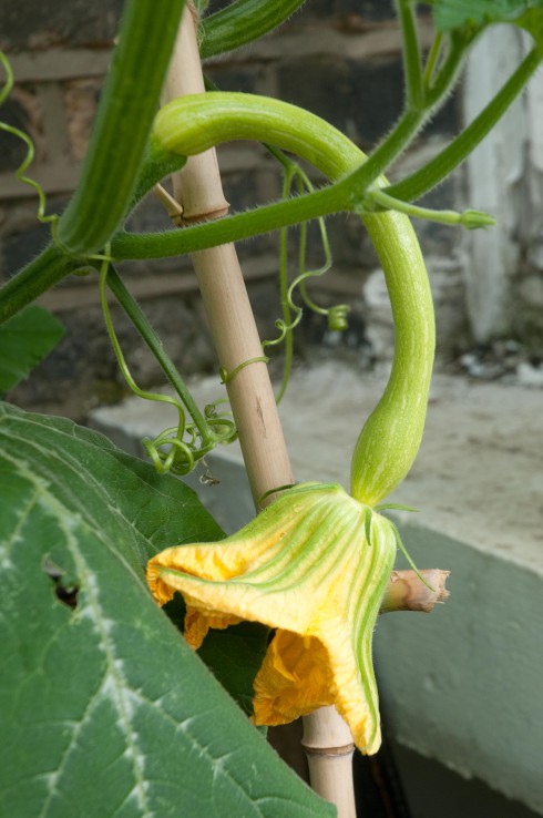 Tromboncino courgette